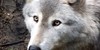 thewolfspace's avatar