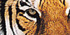 Tigers-FTW's avatar