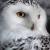 Tiggersquirrel :icontiggersquirrel: