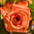 Timebreakdown :icontimebreakdown: