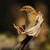 :icontinysparrowbird: