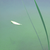 TinyWild :icontinywild: