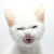 TomatoesHappy :icontomatoeshappy: