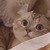 tonasama :icontonasama: