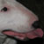 DeviantArt profile picture for @Travelbug on DeviantArt
