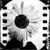 tripleeight :icontripleeight: