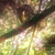 DeviantArt profile picture for @trips on DeviantArt