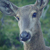 Trivette :icontrivette: