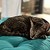 tsnokay :icontsnokay: