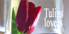 Tulips-lovers's avatar