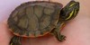 Turtle-n-Tortoise-FC's avatar