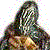 DeviantArt profile picture for @turtles on DeviantArt