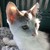 twitchtail :icontwitchtail: