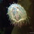 typhoid-lori :icontyphoid-lori: