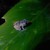 vashshawn :iconvashshawn: