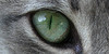 Warrior-Cats-1389's avatar