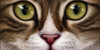 :iconwarrior-cats-equals: