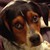 warriorcatsluver4eva :iconwarriorcatsluver4eva: