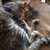 WarriorcatsMaplespot :iconwarriorcatsmaplespot: