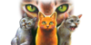 Warriors-Cats-LGDC's avatar