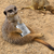 WastedMeerkat :iconwastedmeerkat:
