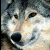 Werewolf100 :iconwerewolf100: