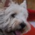 westiemad :iconwestiemad: