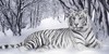 White-Tiger-Clan's avatar