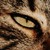 WhiteDreamCatcher :iconwhitedreamcatcher: