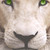 WhiteLion6 :iconwhitelion6:
