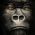 Whitemorn :iconwhitemorn: