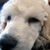 whitetiger863 :iconwhitetiger863: