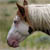 :iconwild-horse-herd: