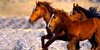 :iconwild-horse-stables: