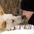 WildGepard :iconwildgepard: