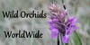 :iconwildorchidsworldwide: