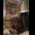 willowashbury :iconwillowashbury: