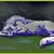 Willowthewolf101 :iconwillowthewolf101: