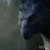 :iconwinterfrostwolf97: