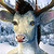 :iconwinterstag: