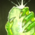 WishStone-Dragon :iconwishstone-dragon: