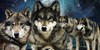 Wolf--Pack's avatar