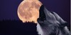 wolfaholics's avatar