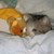 wolfclane40 :iconwolfclane40: