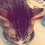 WolfGoddess9 :iconwolfgoddess9: