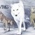 wolfkali :iconwolfkali: