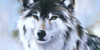 wolfloverz's avatar