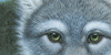 WolfsOfTheBeyond-Fan's avatar