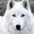 WolftigerFang :iconwolftigerfang: