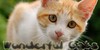 Wonderful-Cats2's avatar